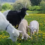 Jurta Na Zvireci Farme Krasova