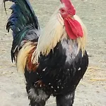 Jurta Na Zvireci Farme Apartman Krasova