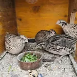 Jurta Na Zvireci Farme Krasova