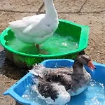 Jurta Na Zvireci Farme Apartman *