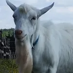 Jurta Na Zvireci Farme Krasova