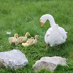 Διαμέρισμα Jurta Na Zvireci Farme