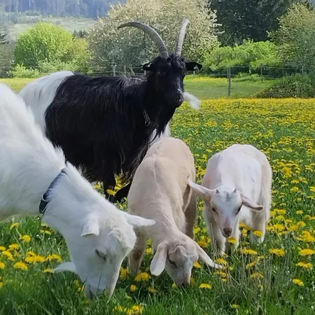 Jurta Na Zvireci Farme Krasova