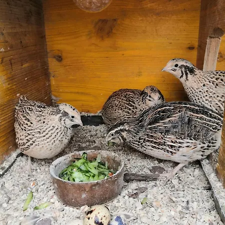 Jurta Na Zvireci Farme Krasova