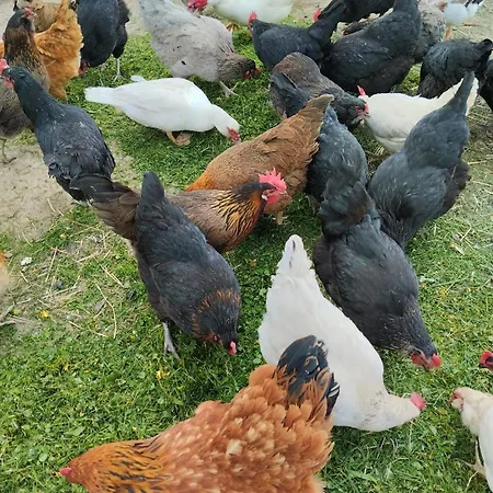 Jurta Na Zvireci Farme Apartment *
